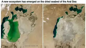 Misr OAV: Orol dengizining qurigan joyida yangi ekotizim paydo bo‘lmoqda