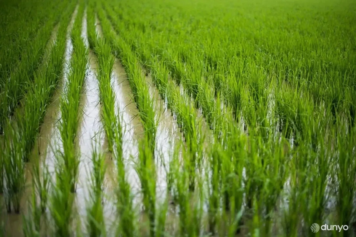 Сирдарё вилоятида Хитой тажрибаси асосида шолининг махсус навлари яратилади