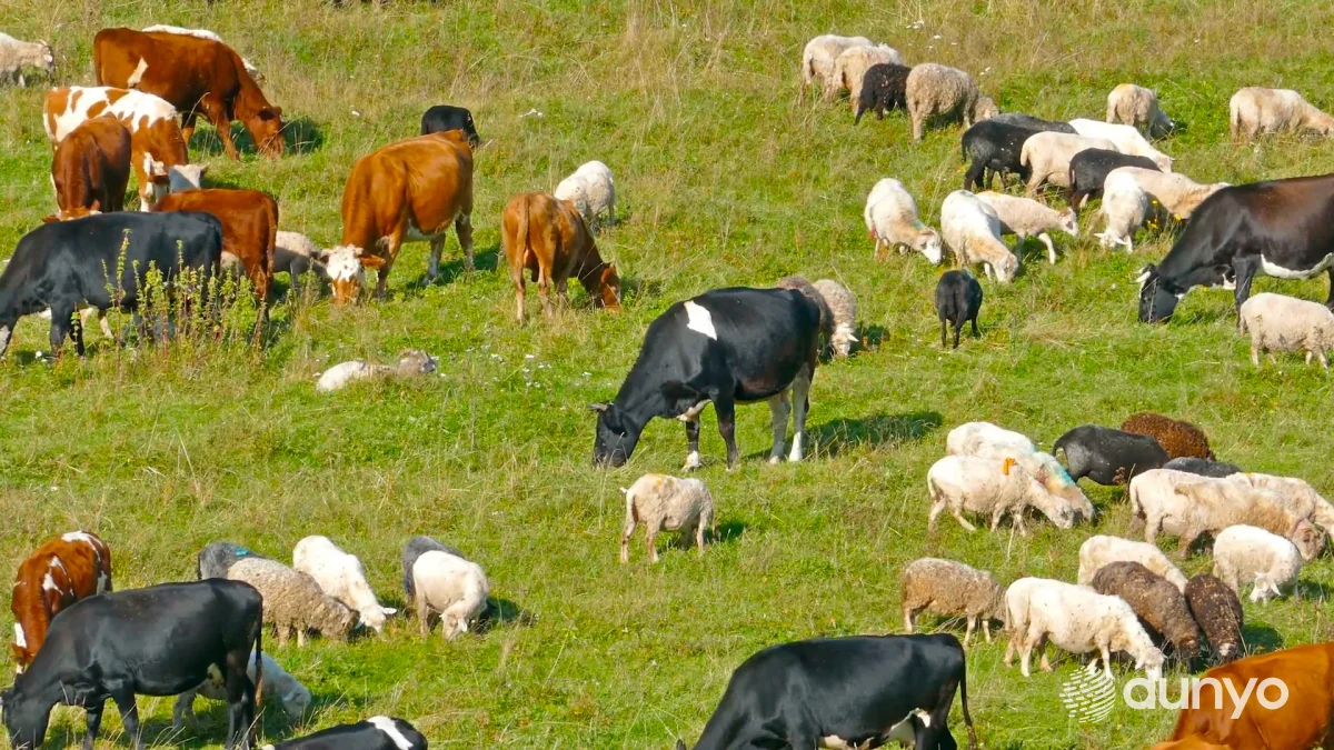 Узбекистан и Кувейт обсуждают вопросы налаживания сотрудничества в сфере сельского хозяйства