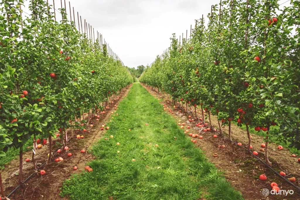 Кувейтская компания реализует проект современного интенсивного садоводства в Сергелийском районе