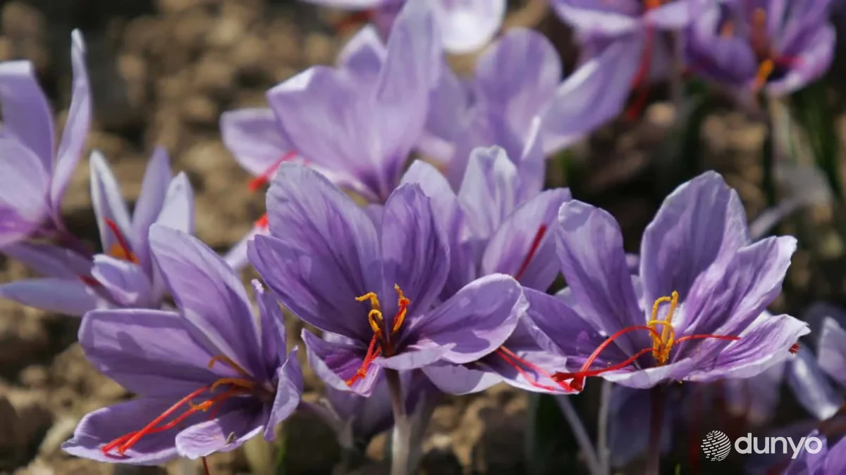 Китай открыл двери для импорта узбекского шафрана