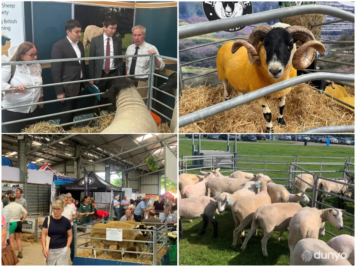 Британские овцеводы готовы к сотрудничеству с узбекскими партнерами