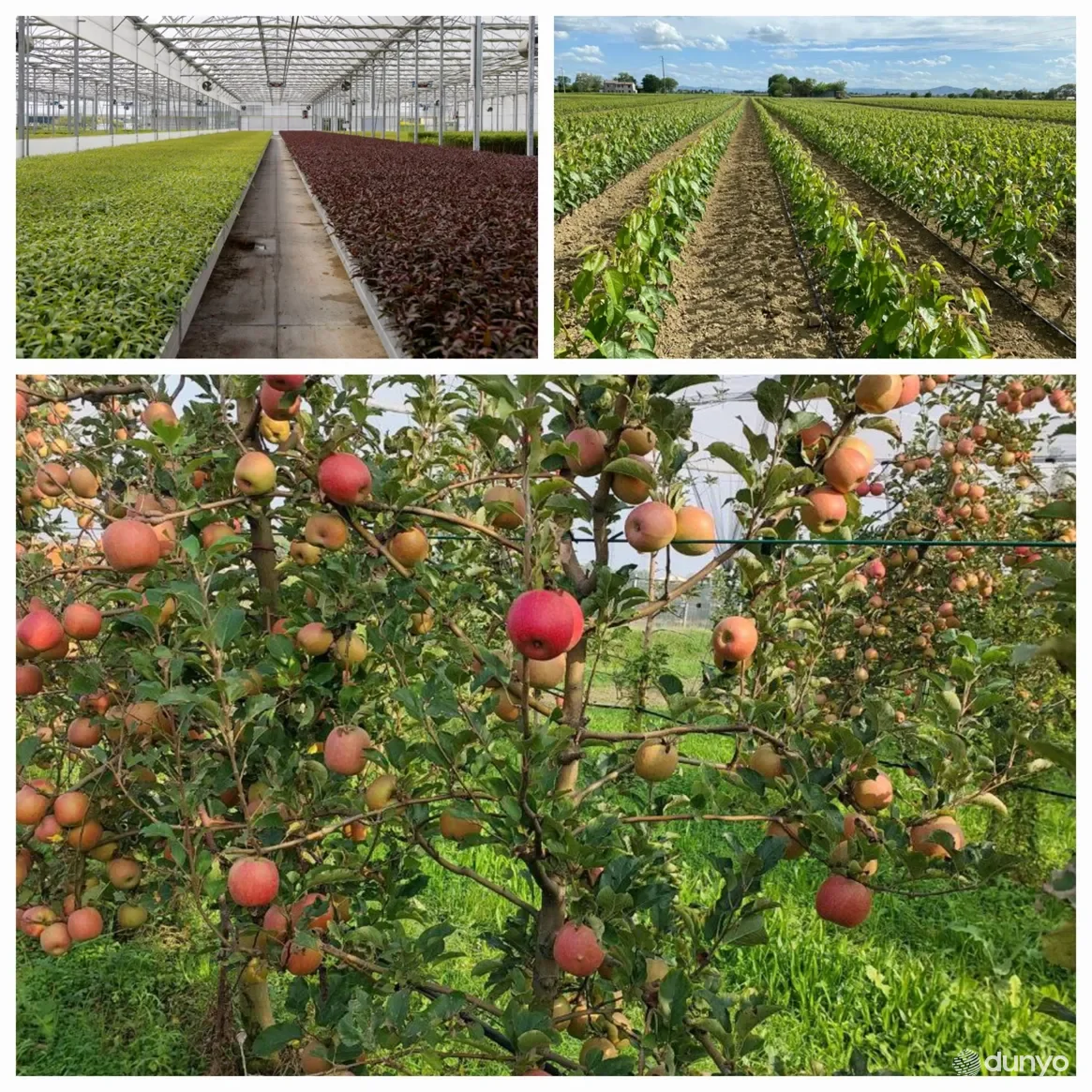 Италиянинг мевали боғ ва токзорларни барпо этиш бўйича илғор тажрибаси ўрганилди