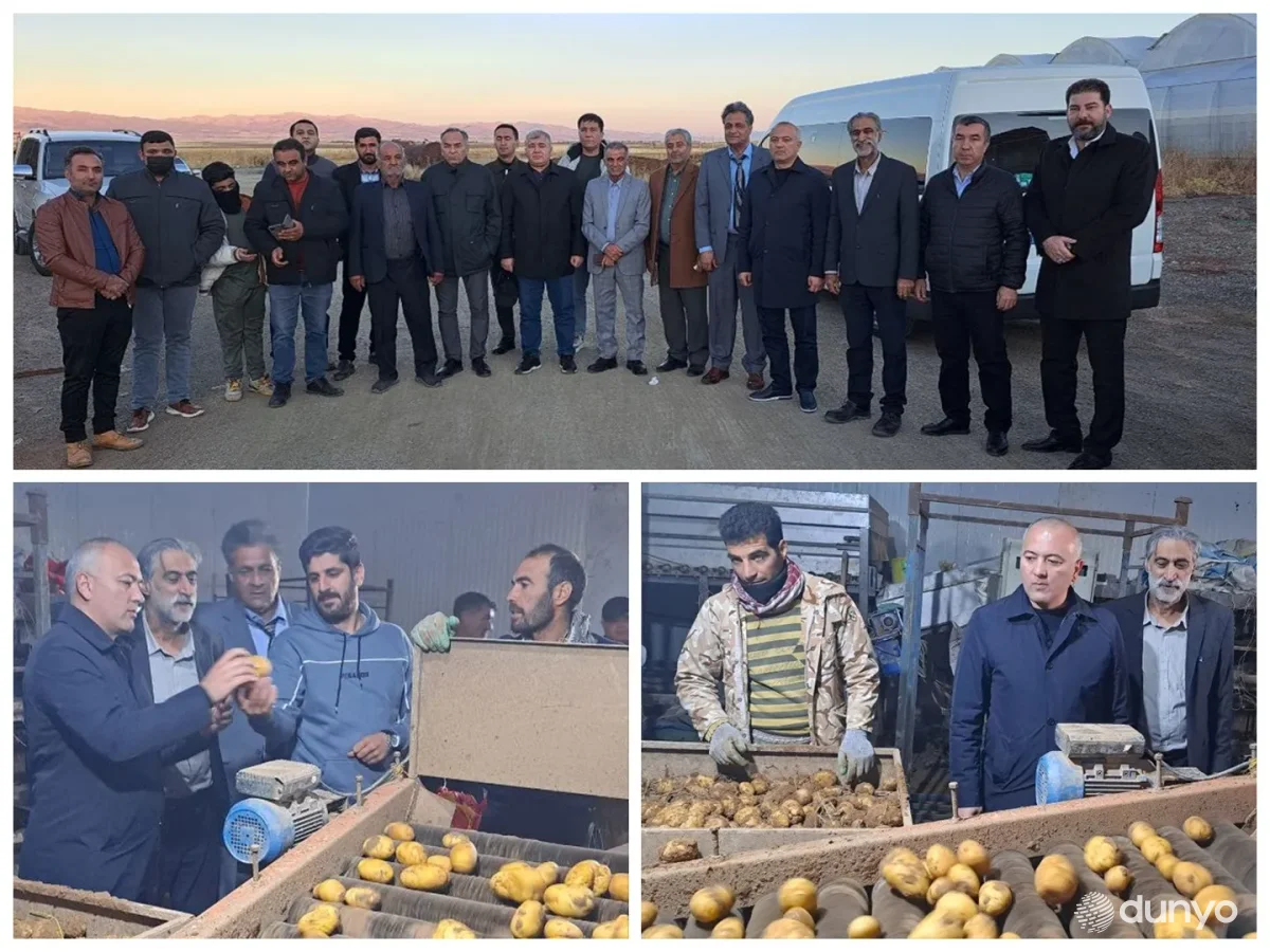 Ўзбекистон картошка етиштириш бўйича Эрон тажрибасини ўрганмоқда