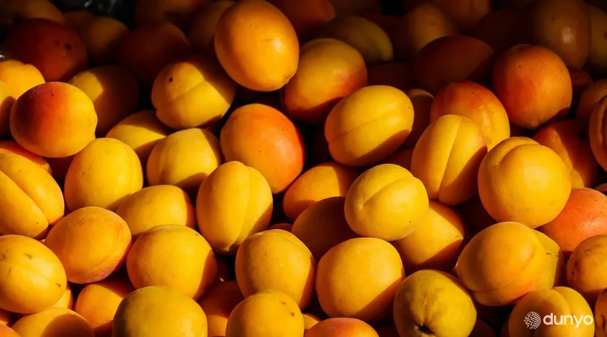 Иркутск вилояти Ўзбекистон маҳсулотларини тўғридан-тўғри сотиб олишдан манфаатдор