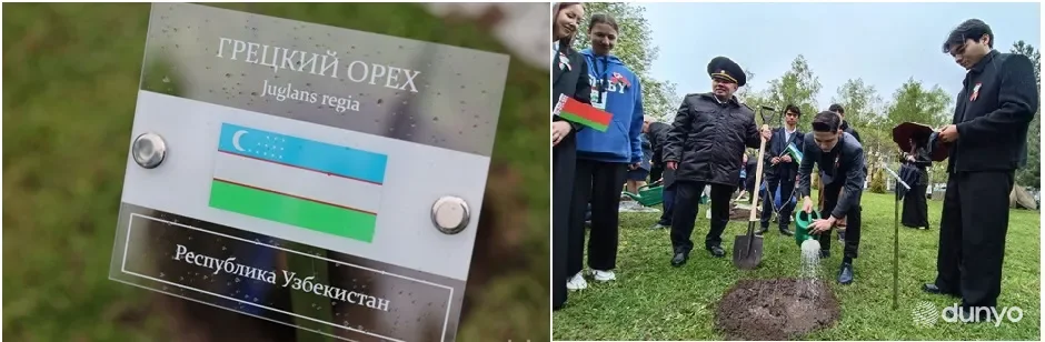 Ўзбекистон элчихонаси томонидан тақдим этган кўчатлар Витебск давлат университети ҳудудида барпо этилган Ғалабанинг 80 йиллиги хиёбонида экилди