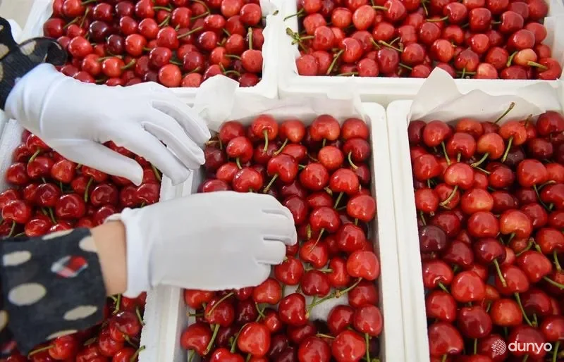 Британия бозорларига Ўзбекистонда етиштирилган гилос етказиб берилди