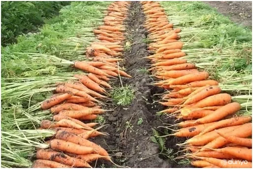 За первые пять месяцев текущего года Узбекистан экспортировал морковь на 5,6 миллиона долларов США