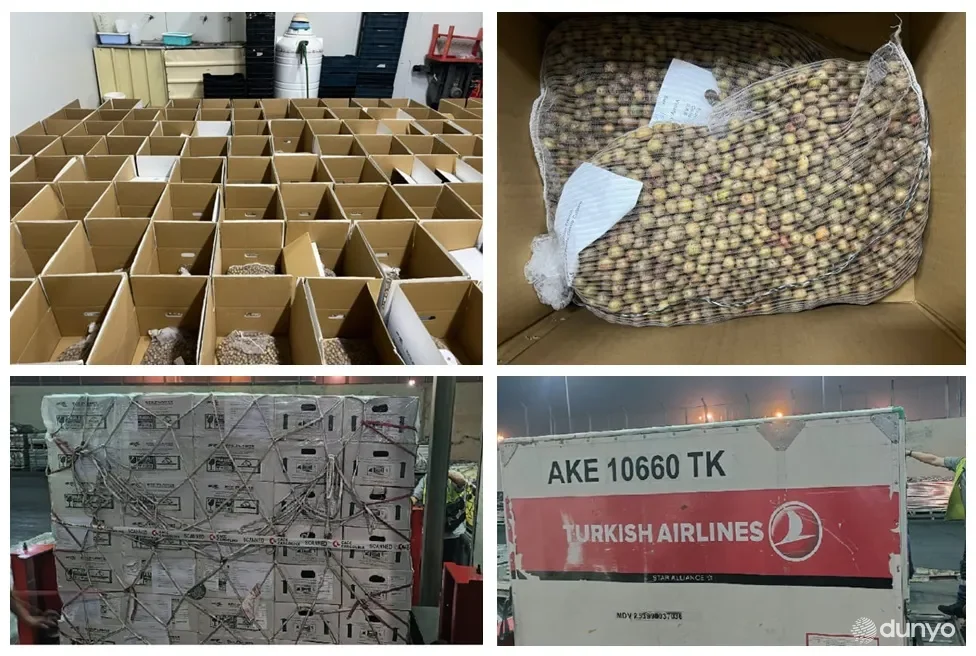 Из Египта в Узбекистан доставлены мини-клубни элитного семенного картофеля