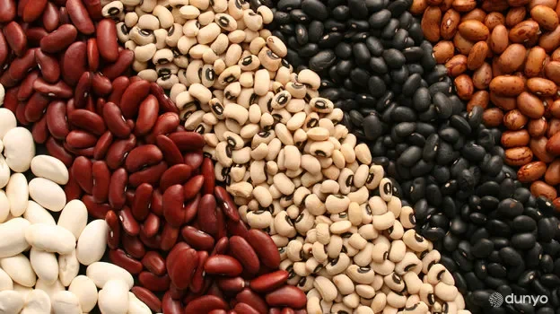 O'zbekiston xorijga loviya eksportini oshirmoqda