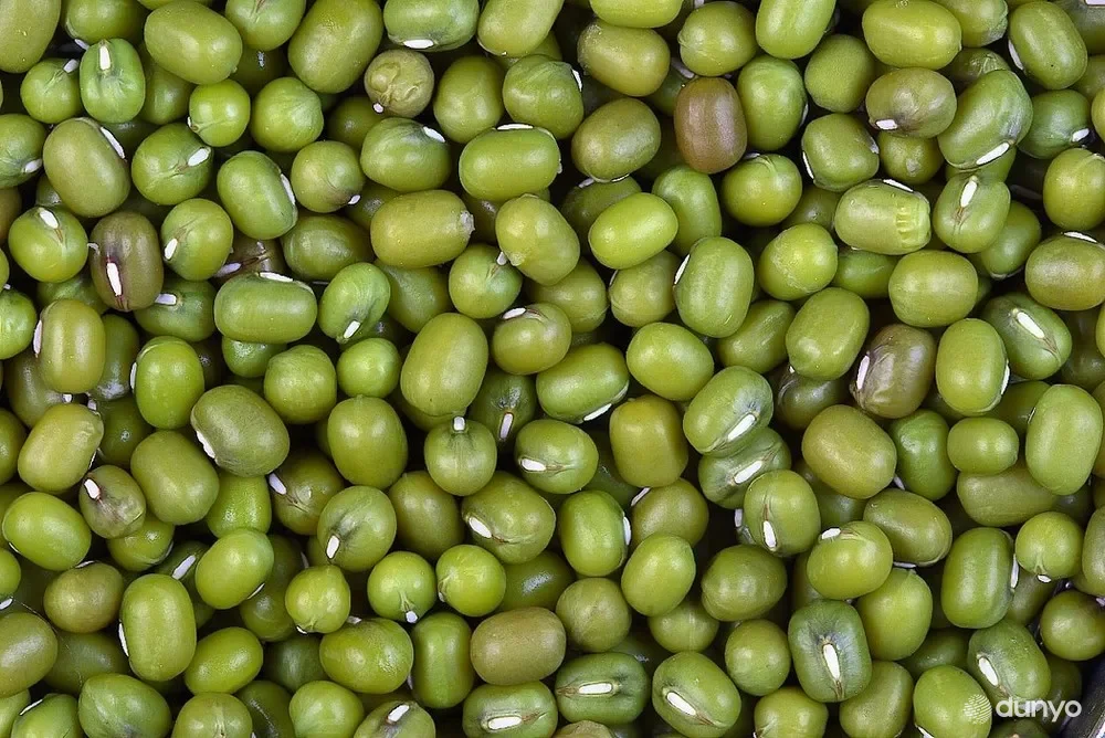 Биринчи ярим йилликда ўзбек моши экспортининг 80 фоиздан ортиғи Хитойга йўналтирилди