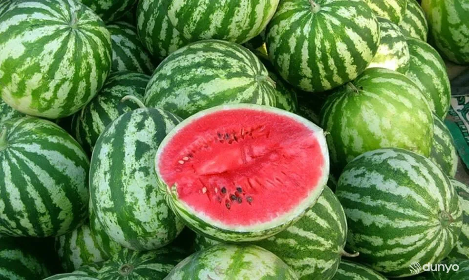 Ўзбекистон жорий йилнинг биринчи ярим йиллигида қарийб 30 миллион долларлик тарвуз экспорт қилди