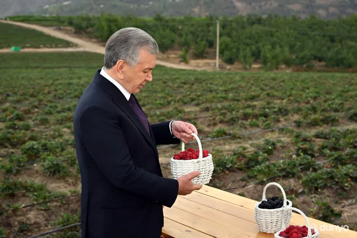 Президент Узбекистана: Необходимо обучать больше людей выращиванию и получению дохода с ягодных культур