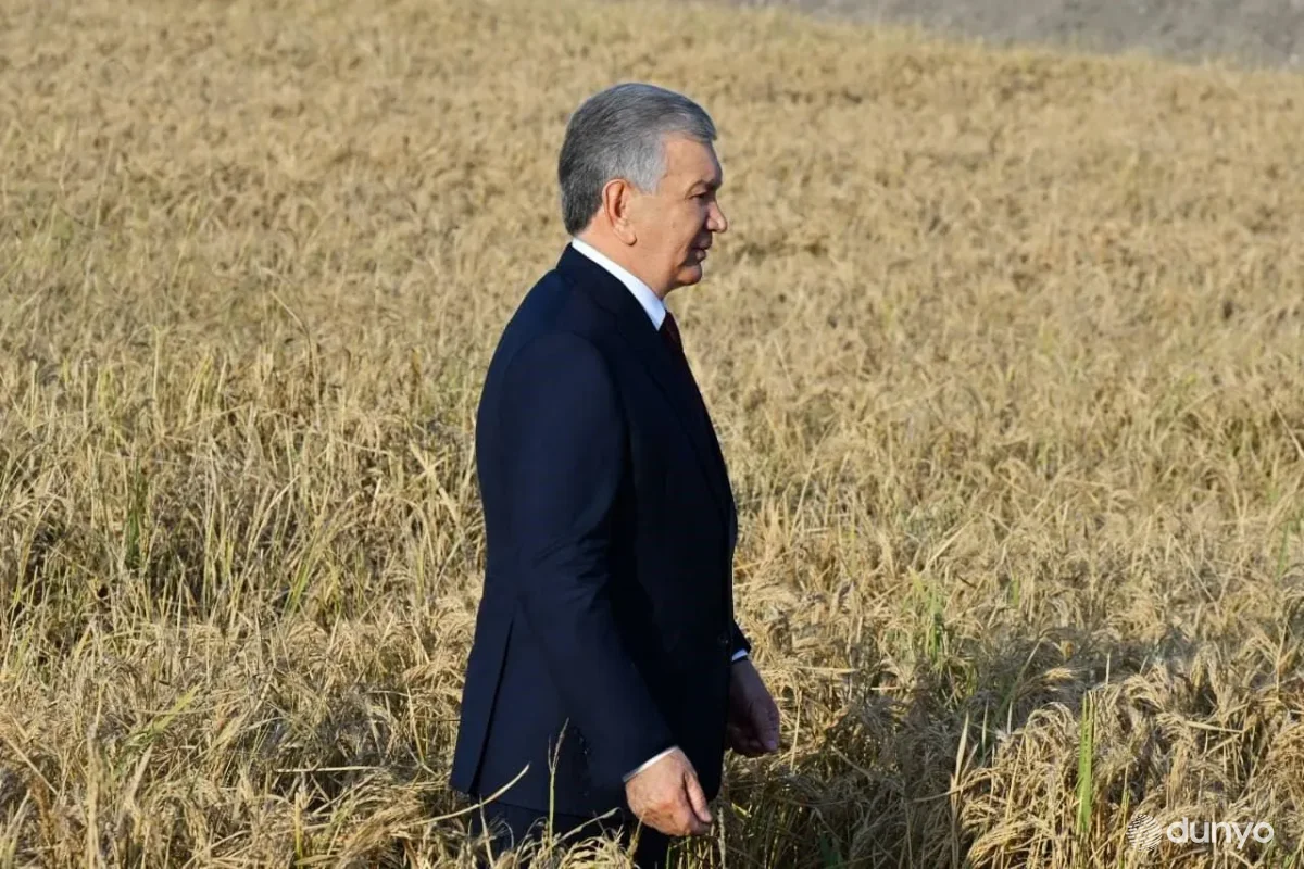 O'zbekiston Prezidenti Toshkent viloyati Quyi Chirchiq tumanidagi sholichilik klasteri faoliyati bilan tanishdi