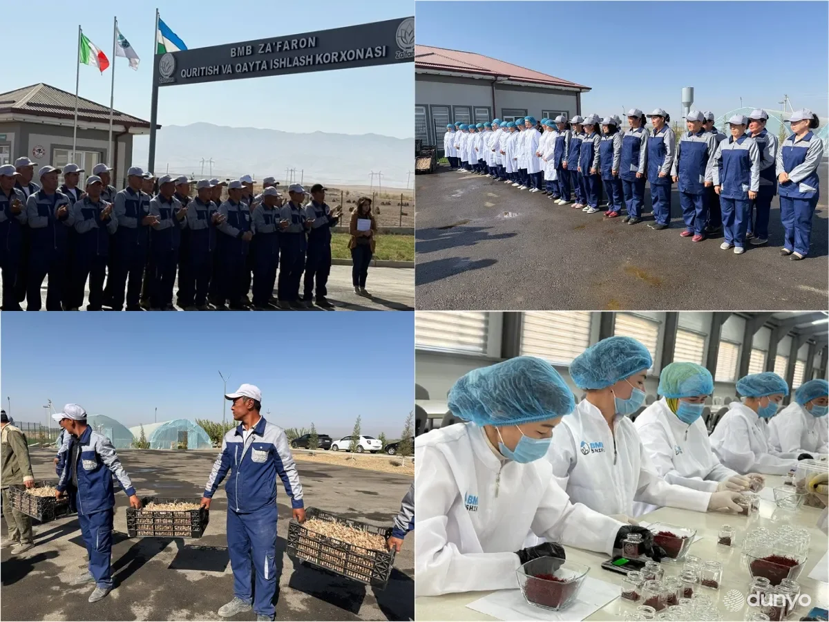 «BMB ZAFARON»: В Джизакской области расширяются плантации шафрана