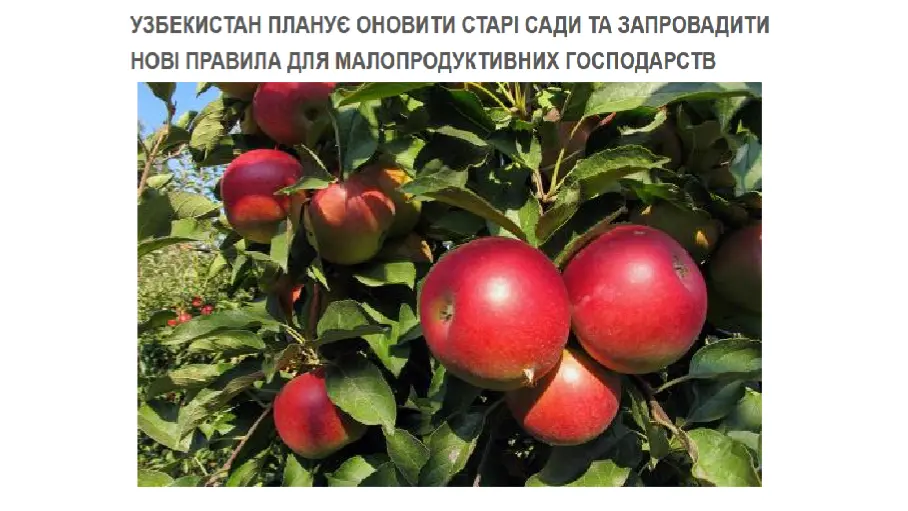 Узбекистан запустит программу создания 168 тысяч гектаров промышленных садов