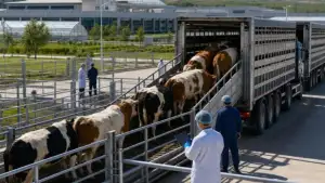 За 9 месяцев в Узбекистан из китайского города Учжун доставлены более 1700 голов крупного рогатого скота