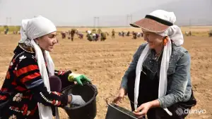 Jizzaxda “BMB ZA’FARON” plantatsiyalari maydoni 900 gektarga yetdi